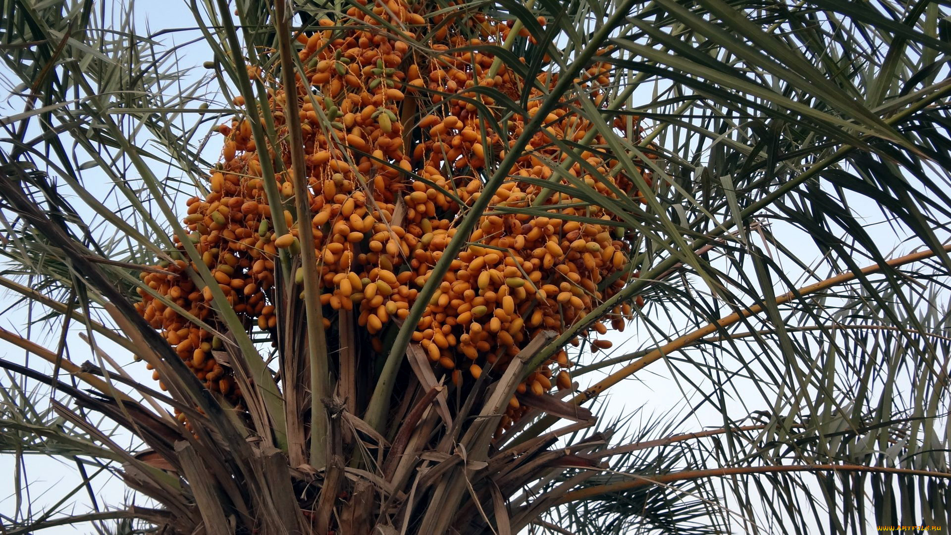 Финиковые пальмы в Палестине
